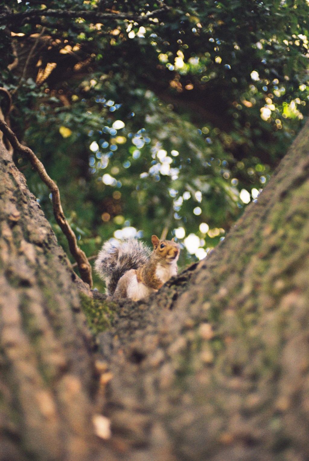 Totnes on film